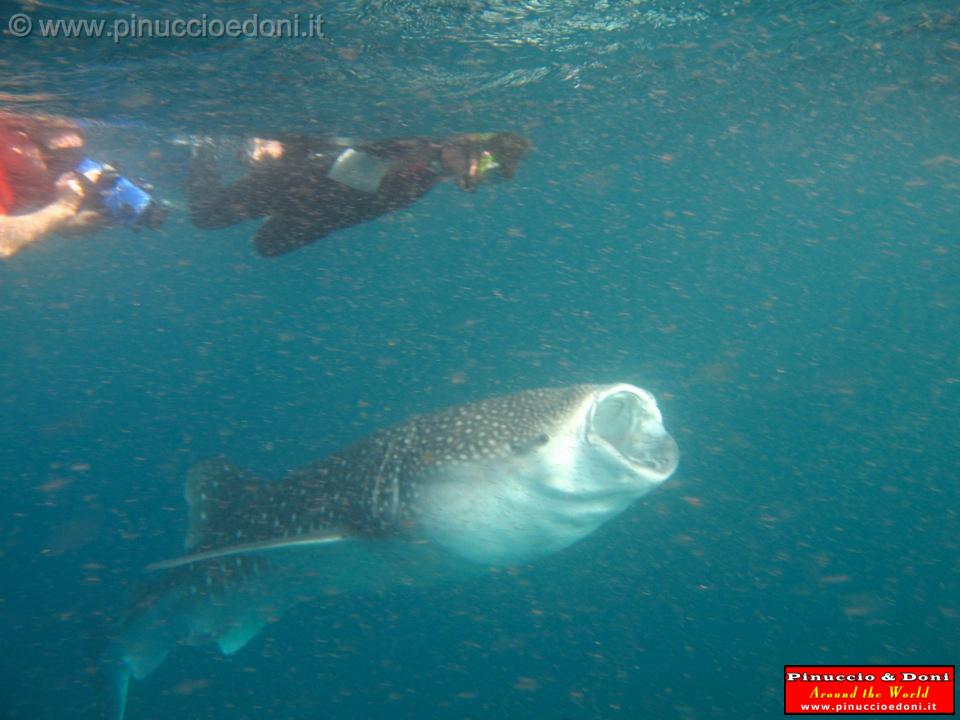 Djibouti - Whale Shark in Djibouti - 04.jpg